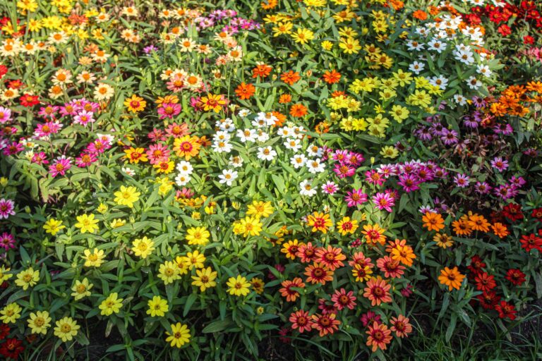 Mixed border peppers
