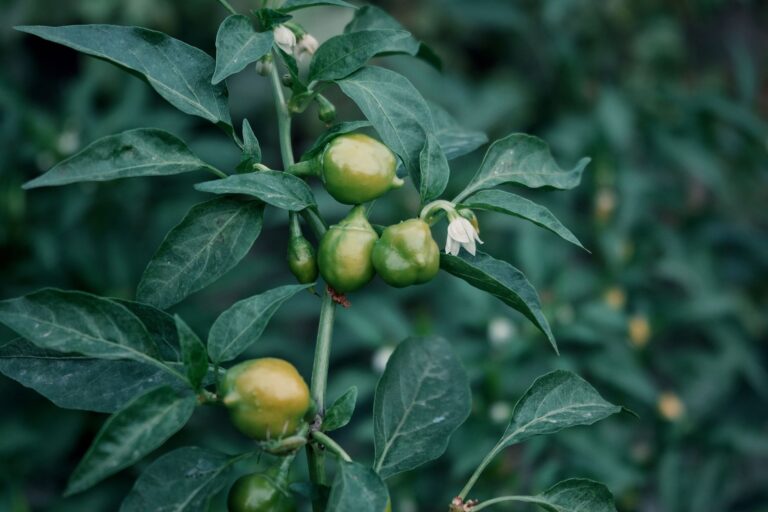 Pepper plants flowers