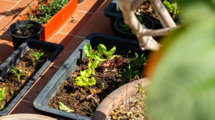 Growing warm-season vegetables in containers for reliable summer harvests