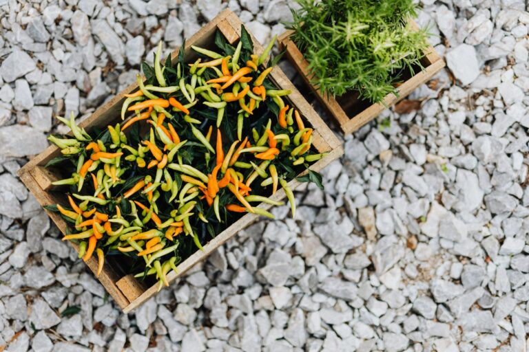 Pepper plants large
