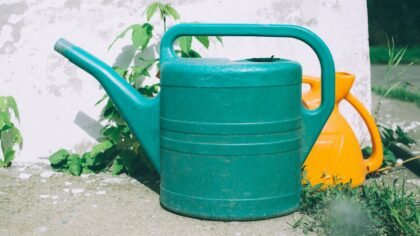 Heat stress in the home garden: how to protect your green space in extreme warmth