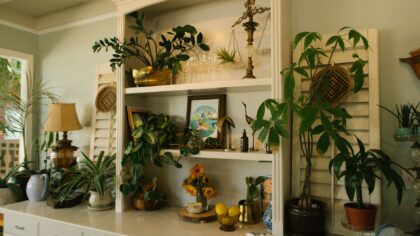How to choose indoor plants that match your light, schedule and space