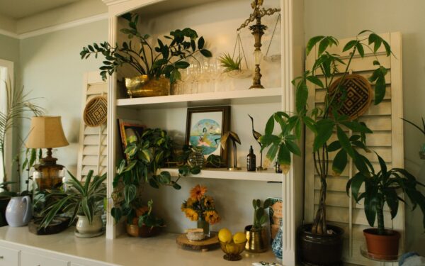 How to choose indoor plants that match your light, schedule and space