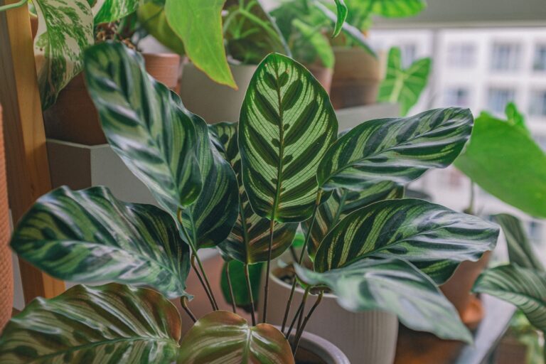 Indoor plant collection