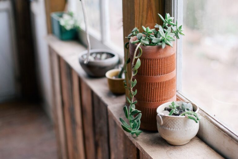 Indoor plant terracotta