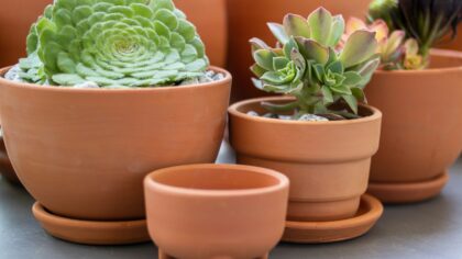 How to create a simple drainage setup for thriving indoor plant pots