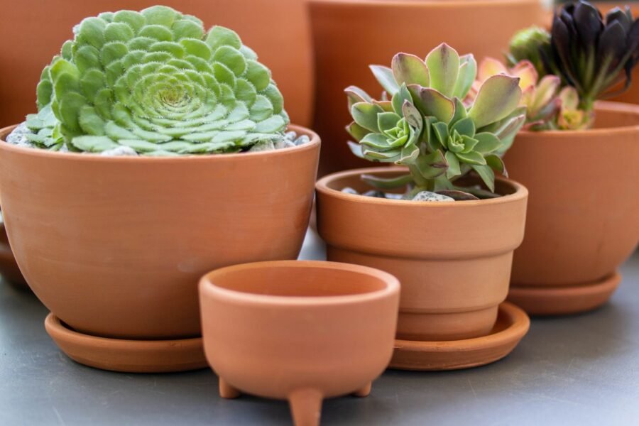 Terracotta plant pots