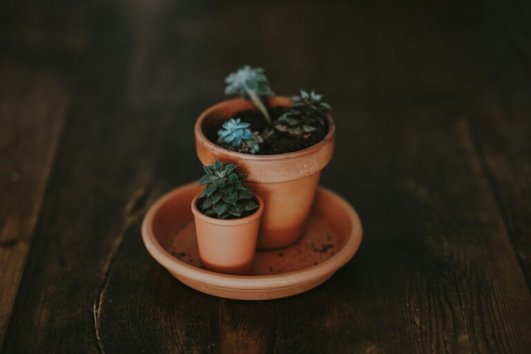 Terracotta plant pots