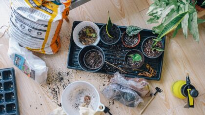 How to create drainage for indoor plants that stay healthy, not soggy