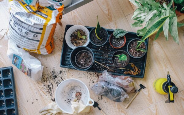 How to create drainage for indoor plants that stay healthy, not soggy