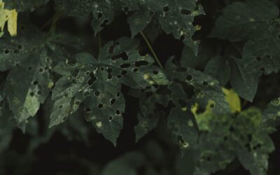 How to deal with whiteflies in the garden using simple, low‑risk methods