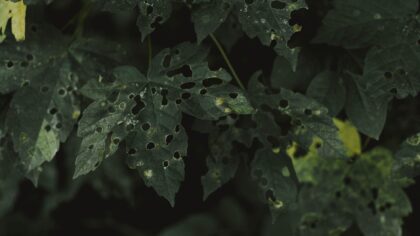 How to deal with whiteflies in the garden using simple, low‑risk methods