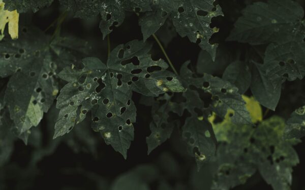 How to deal with whiteflies in the garden using simple, low‑risk methods