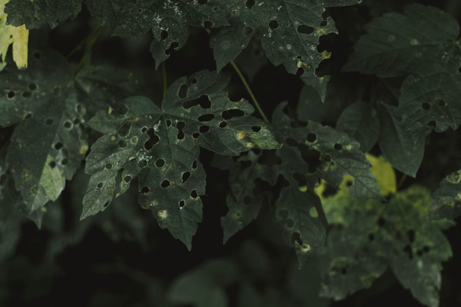 Whiteflies leaf close