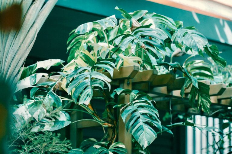 Indoor vining plant
