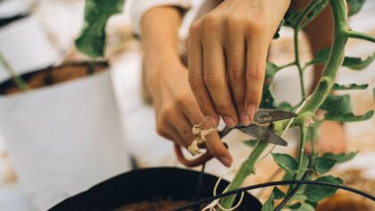 How to fix leggy indoor plants and encourage compact growth