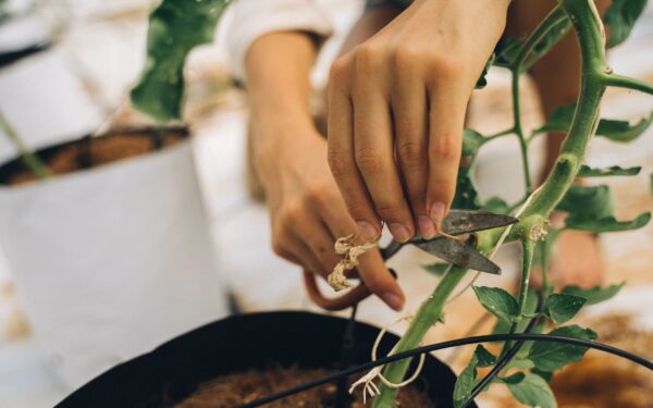 How to fix leggy indoor plants and encourage compact growth