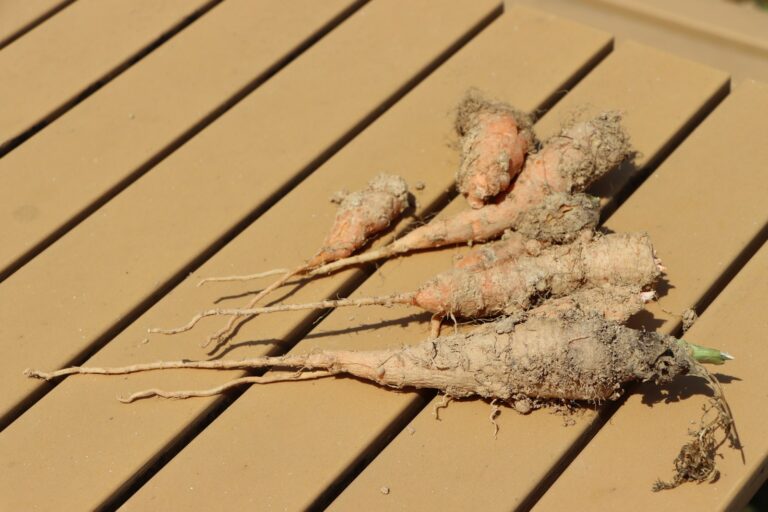 Carrot seedlings close