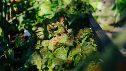 How to grow carrots at home for crisp roots and sweet harvests