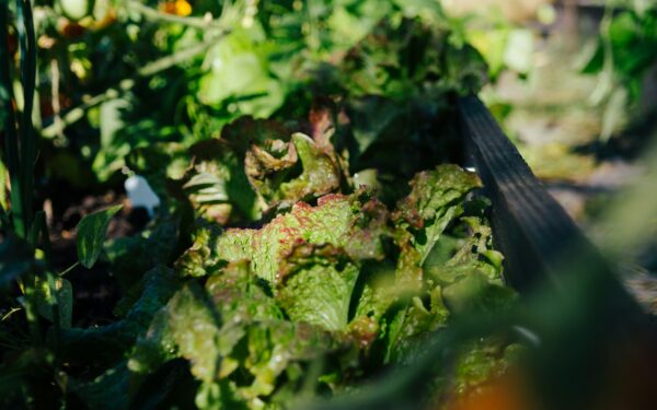 How to grow carrots at home for crisp roots and sweet harvests