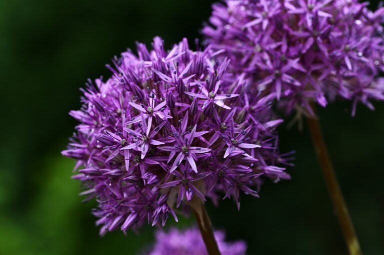 Chive plant purple
