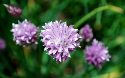 How to grow chives for flavour, flowers and everyday kitchen use