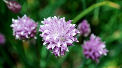 How to grow chives for flavour, flowers and everyday kitchen use