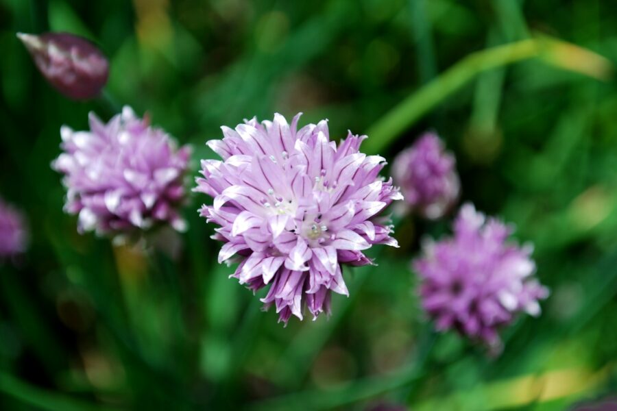 Chive plant purple