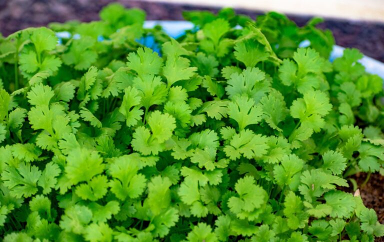 Cilantro seedlings container