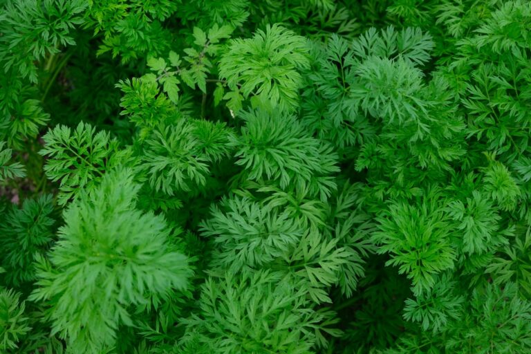 Cilantro plant close