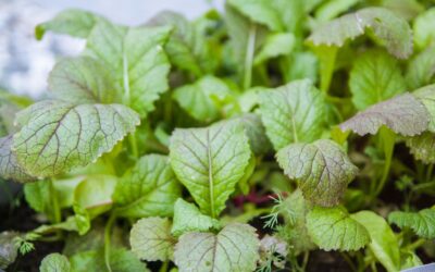 How to grow cilantro from seed to steady harvests in beds and containers