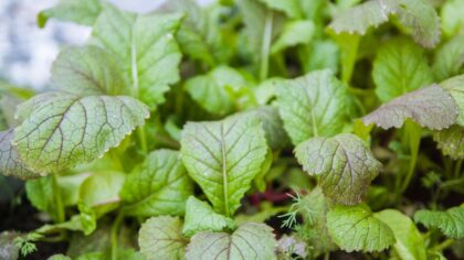 How to grow cilantro from seed to steady harvests in beds and containers