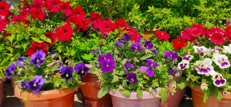 Flower seedlings pots