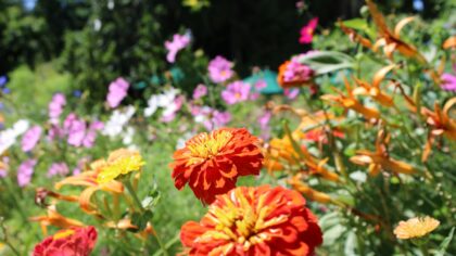 How to grow colourful annual flowers in beds and containers from seed