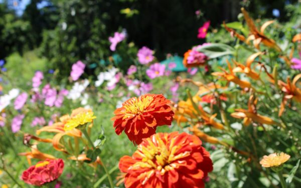 How to grow colourful annual flowers in beds and containers from seed