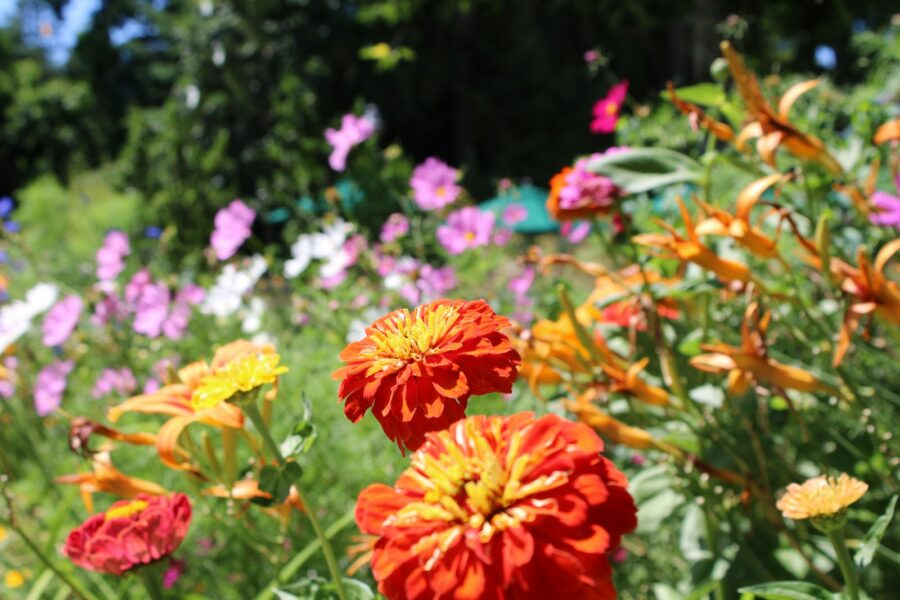 Annual flowers mixed