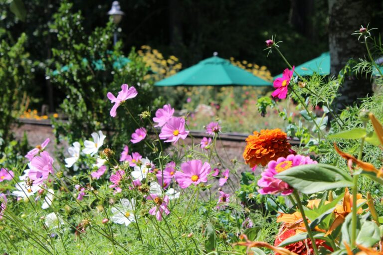Annual flowers mixed