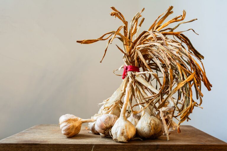 Garlic bulbs drying