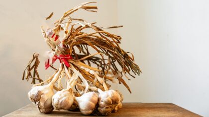 How to grow garlic at home for flavour, health and easy harvests