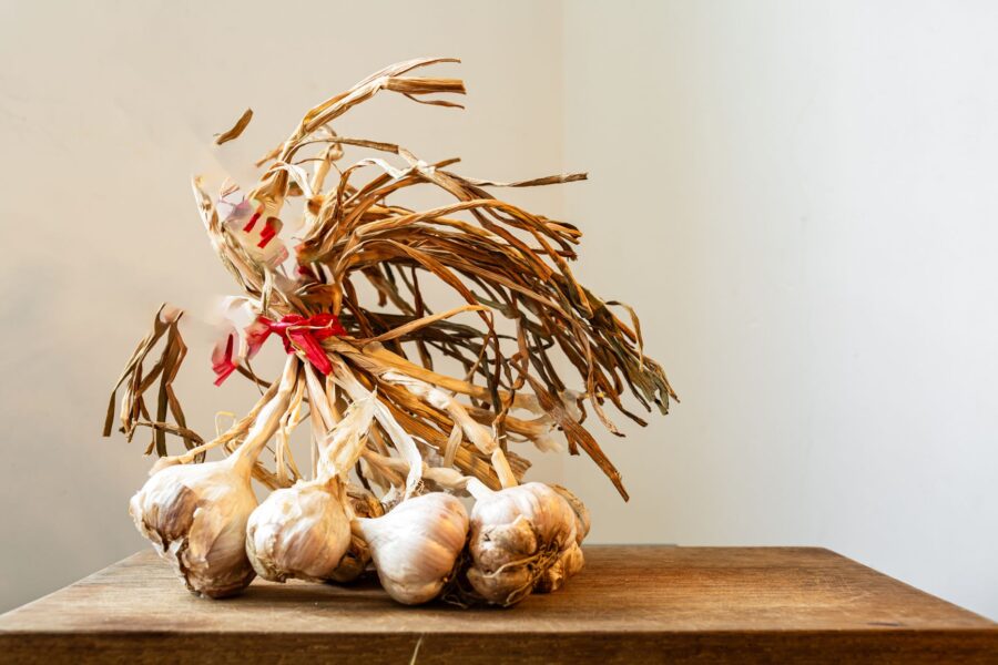 Garlic bulbs drying