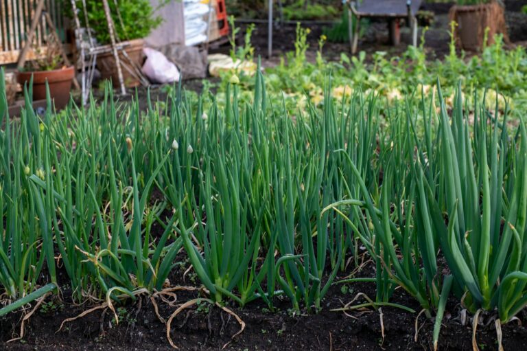 Garlic growing soil