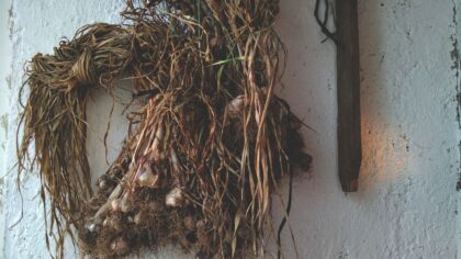 How to grow garlic at home for flavourful bulbs and fresh green shoots
