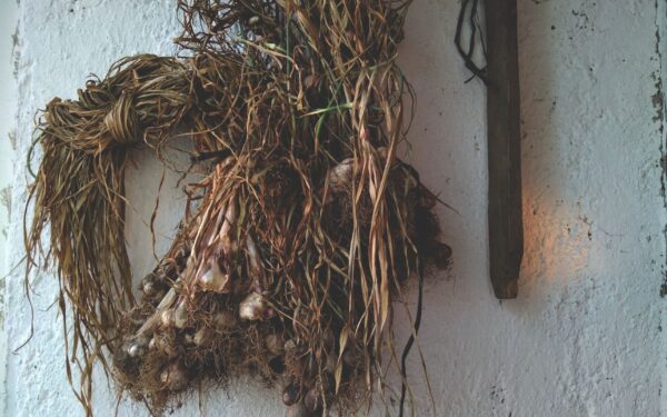 How to grow garlic at home for flavourful bulbs and fresh green shoots