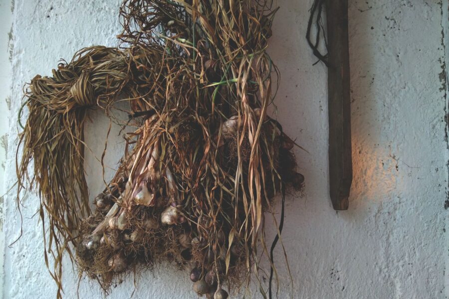 Garlic bulbs hanging