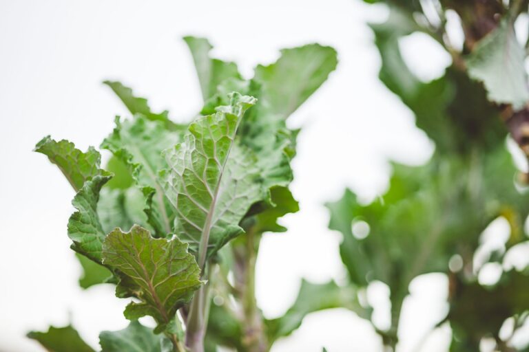 Kale leaves growing