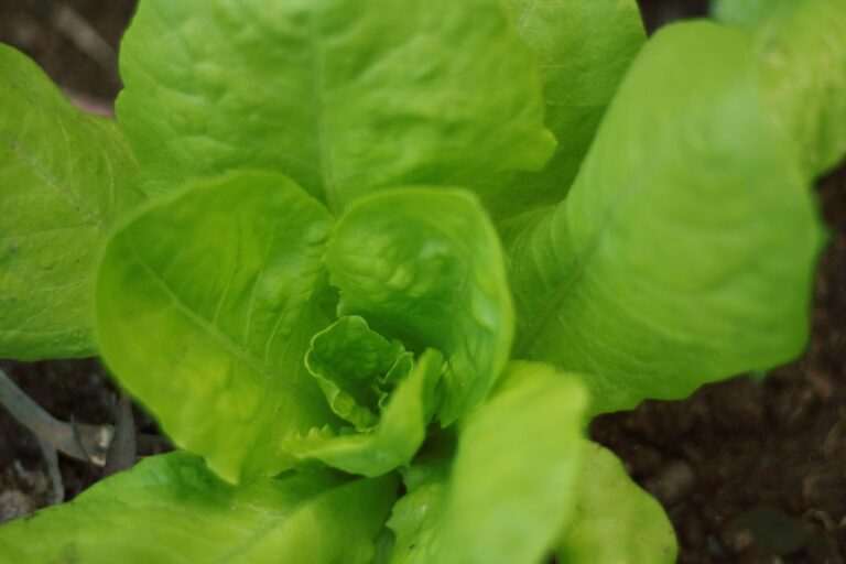 Lettuce leaves raised