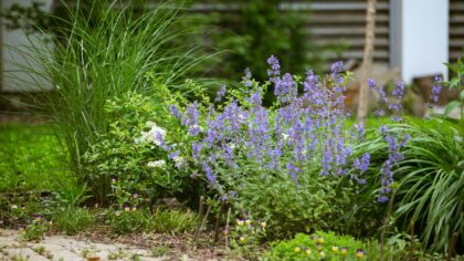How to grow low-maintenance herbs for everyday cooking and easy care