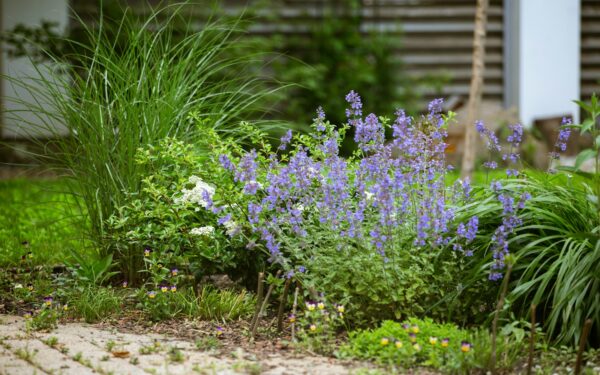 How to grow low-maintenance herbs for everyday cooking and easy care