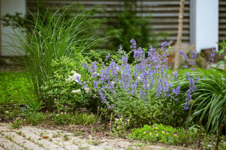 Herb plants thyme