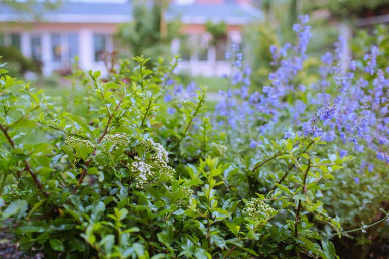 Herb plants thyme